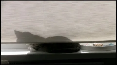 Shadow1 1080 Stock Footage 10680071