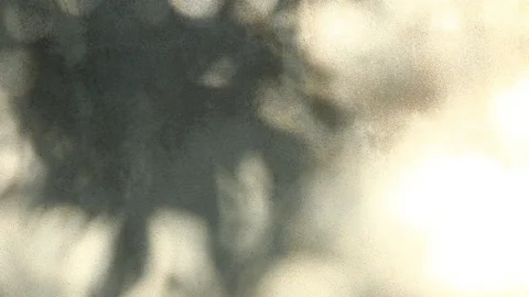 Shadow1 Stock Footage 162166679