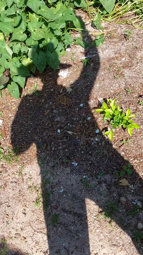 Shadow5 1 Stock Footage 256025473