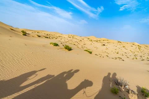 Shadowed caravan in the desert Stock Photos