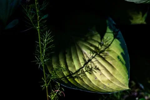 Shadowed green broad leaf with a shadow cast on it's lit center Stock Photos