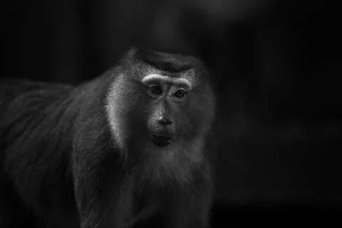 The Shadowed monkey Stock Photos