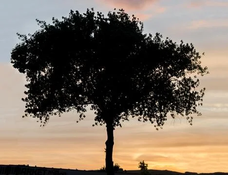 Shadowed tree at sunset, orange with blue sky, close up, landscape Stock Photos
