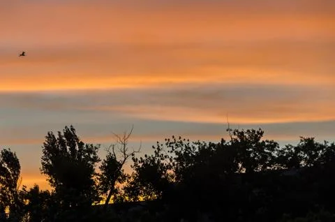 Shadowed tree at sunset, orange with blue sky, close up, landscape Stock Photos