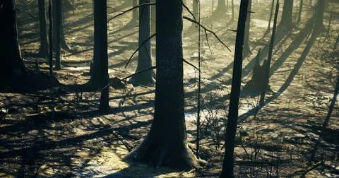 Shadows and light create depth in a burned forest during late afternoon Stock Illustration
