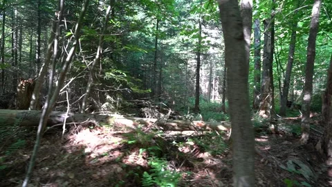 Shadows and light Stock Footage 171343547