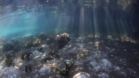 Shadows and Light in a Raja Ampat Mangrove Forest 動画素材 103238419