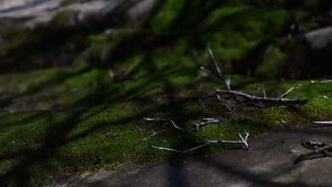 Shadows and moss next to Stacy Brook running to Cole Bay. Westport, NY. Stock Footage 273607679