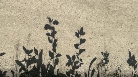 Shadows and reflections from grass and plants Stock Footage 341791895