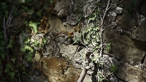 Shadows and shades playing on old, decayed wall with slow growing ivy Stock Footage 80221718