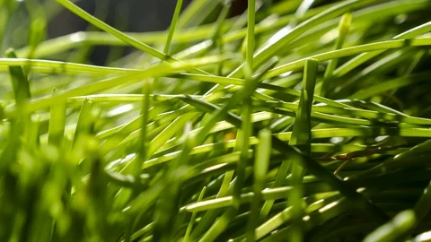 Shadows and Sunlight over Blades of Grass in Time-Lapse 库存影片 121225547