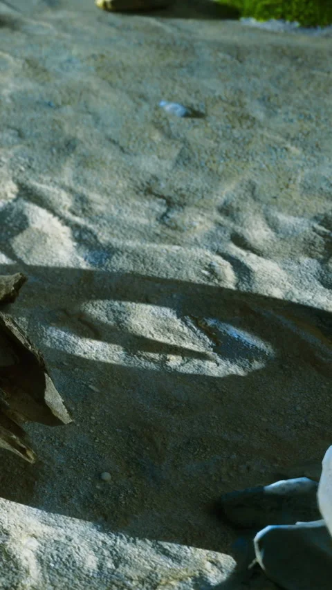 Shadows and textures on a sandy surface with natural elements present Stock Footage 331748144