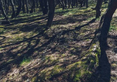 Shadows and trunks of dancing forest trees on sunny spring day Stock Photos