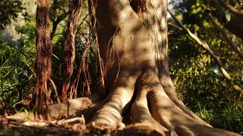 Shadows on a Australian tree in the wind slow motion 4K Stock Footage 220415718