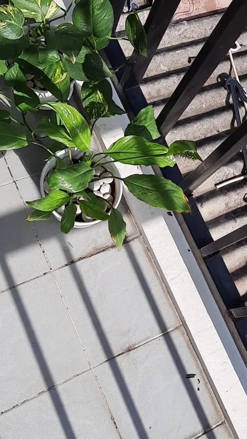 Shadows on a Balcony Floor Stock Footage 331422639