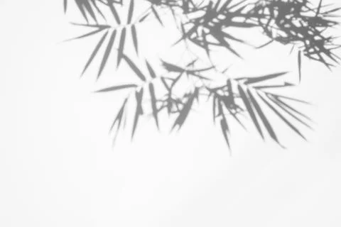 Shadows of bamboo leaf on white wall Stock Photos