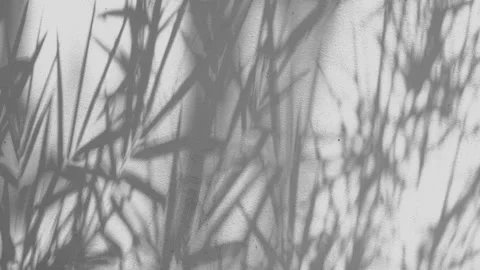 Shadows bamboo leaf in wind blowing overlay on white concrete wall Stock Footage 166130804