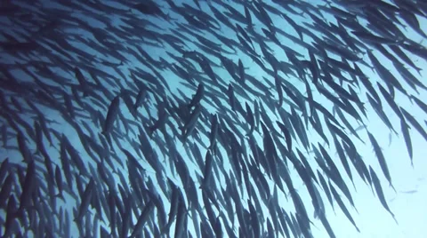 Shadows of barracuda through water Stock Footage 33093163