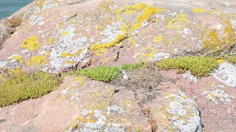 Shadows of a bird protecting its egg Stock Footage 49726835