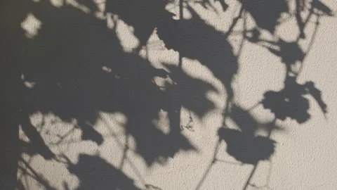 Shadows of branches with leaves overlay on wall, visual effect. Gray shadow of Stock Footage 330038458