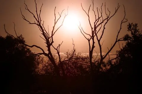 Shadows of branches under the field  the sun. Stock Photos