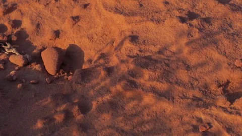 Shadows of brush on golden sandstone Video stock 76204300
