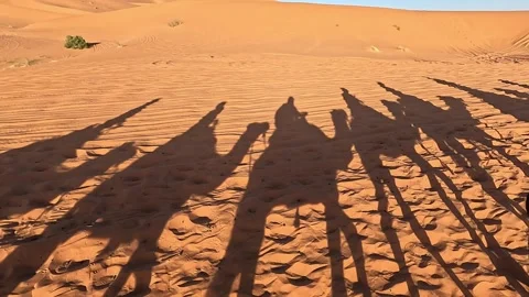 Shadows of a camel caravan across the sand, Erg Chebbi, Merzouga, Stock Footage 344534258