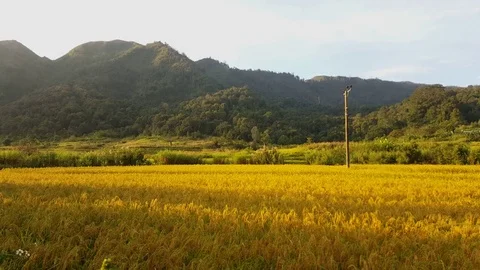 Shadows cast on beautiful yellow rice field, green hills in background, Houaphan 스톡 동영상 80681048