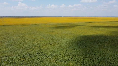 Shadows from clouds on the surface of a blooming sunflower field. Stock Photos