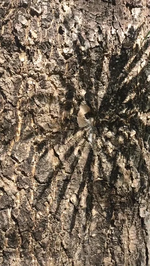 Shadows of coconut leaves stretch on the bark of large tree trunks vertical HD 스톡 동영상 233889579