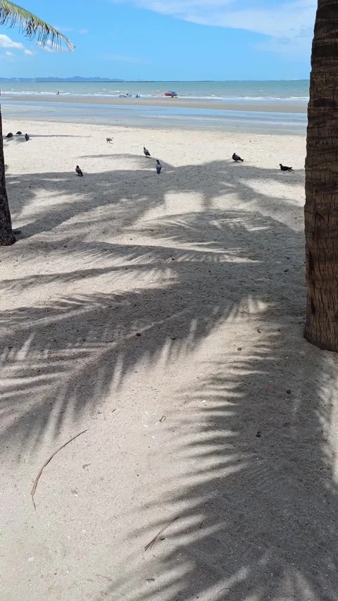 Shadows of coconut trees and pigeons Stock Footage 276604307