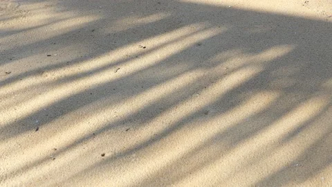 Shadows of coconut trees on the beach Vídeo Stock 163331361