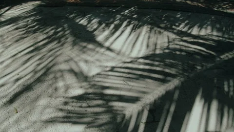 Shadows of coconut trees Stock Footage 308466425