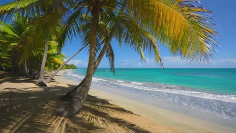 Shadows of coconut trees on the golden sandy tropical wild beach.  Stock Footage 203970704