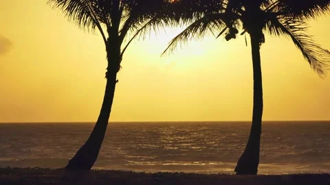 Shadows of coconut trees by the sea at sunset Видео 162725032