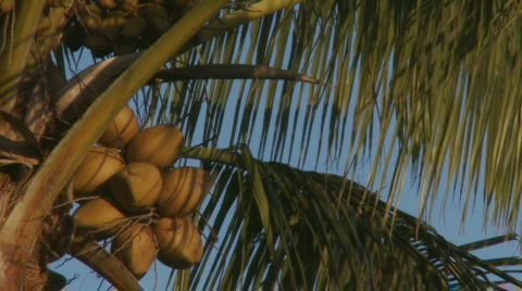 Shadows on coconuts Stock Footage 331727