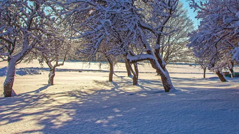 Shadows crawl across the snow-covered as the sun shines through the trees Stock Footage 205848940