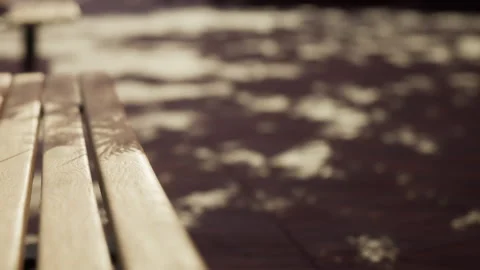 Shadows created by trees fall on the ground near a park bench in daylight Stock Footage 341789814