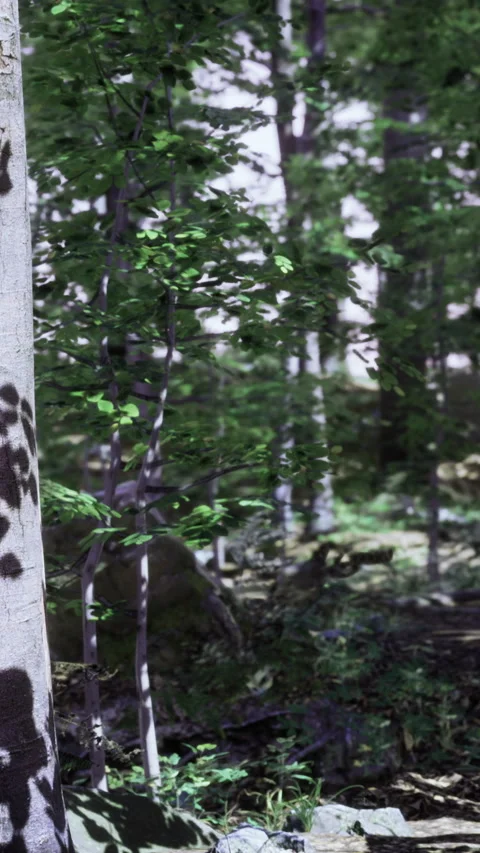 Shadows dance gracefully on trees in a tranquil forest escape Stock Footage 334245595