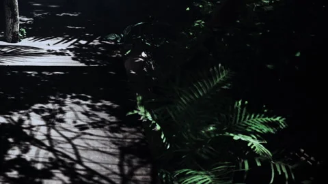 Shadows Dance Gracefully on a Wooden Path in a Lush Tropical Paradise Video stock 344525632