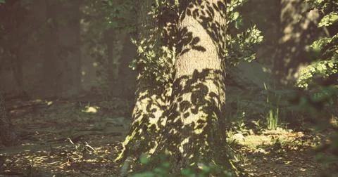 Shadows dance on a tree trunk in a serene forest during golden hour Illustrazione stock