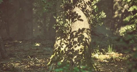 Shadows dance on tree trunk in tranquil forest during golden hour 스톡 일러스트