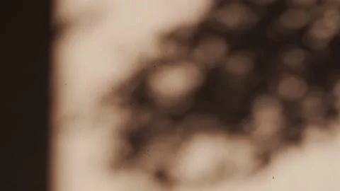 Shadows dancing against a brown wall during a summer afternoon Stock Footage 149016392