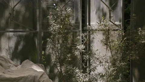 Shadows dancing inside a greenhouse Video stock 258414785
