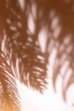 Shadows from defocused fir tree branches on a beige wall. Stock Photos