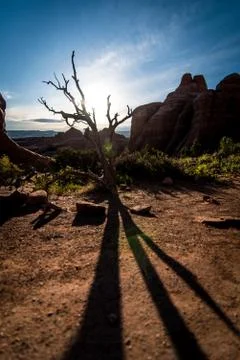 Shadows in the desert. Stock Photos