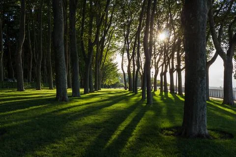 The shadows during the sunset among the trees in a public park. Stock Photos