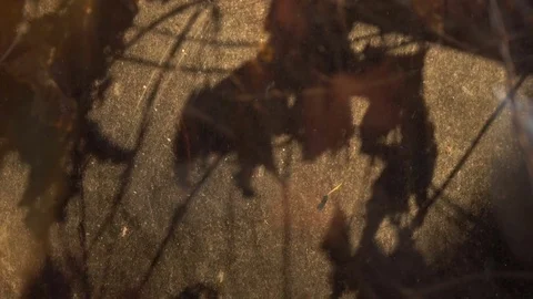 Shadows on the dusty glass lit by the setting sun Stock-Footage 73956099