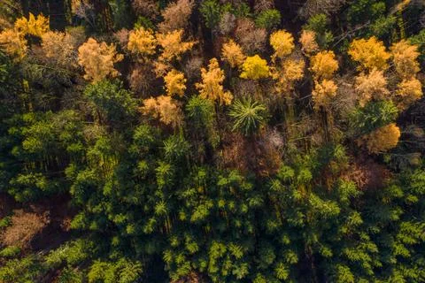 Shadows a falling in a autumn colored forest, drone shot straight from above. Stock Photos