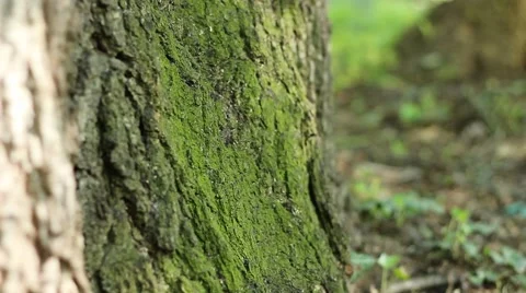 Shadows Flicker on Tree Moss Stock Footage 46126023